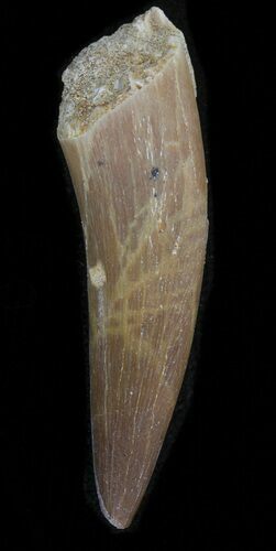 Fossil Plesiosaur Tooth - Morocco #39830